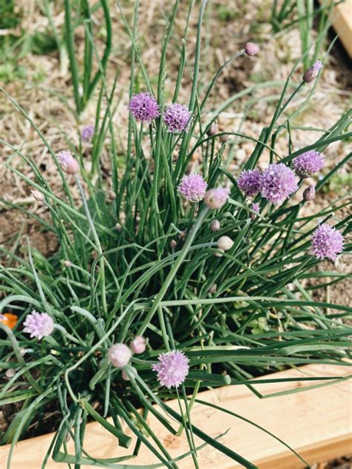 Do chives attract bugs?