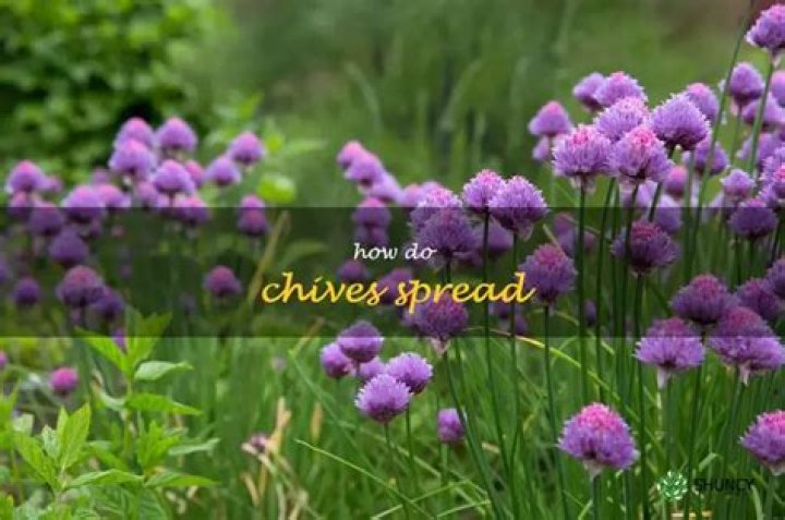 Do chives spread?