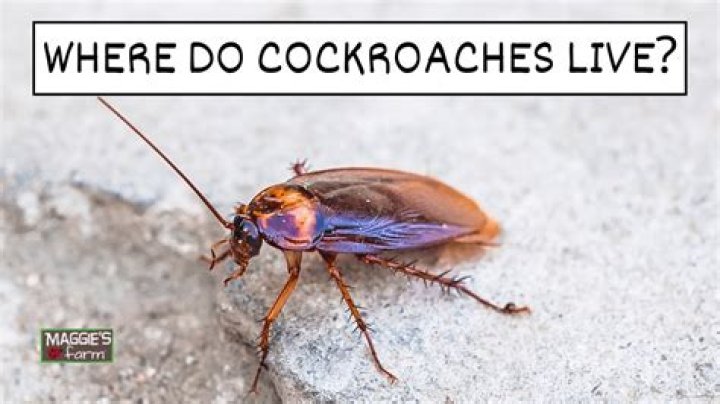Do cockroaches like to be touched?