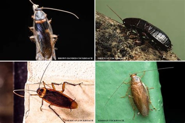 Do cockroaches love each other?