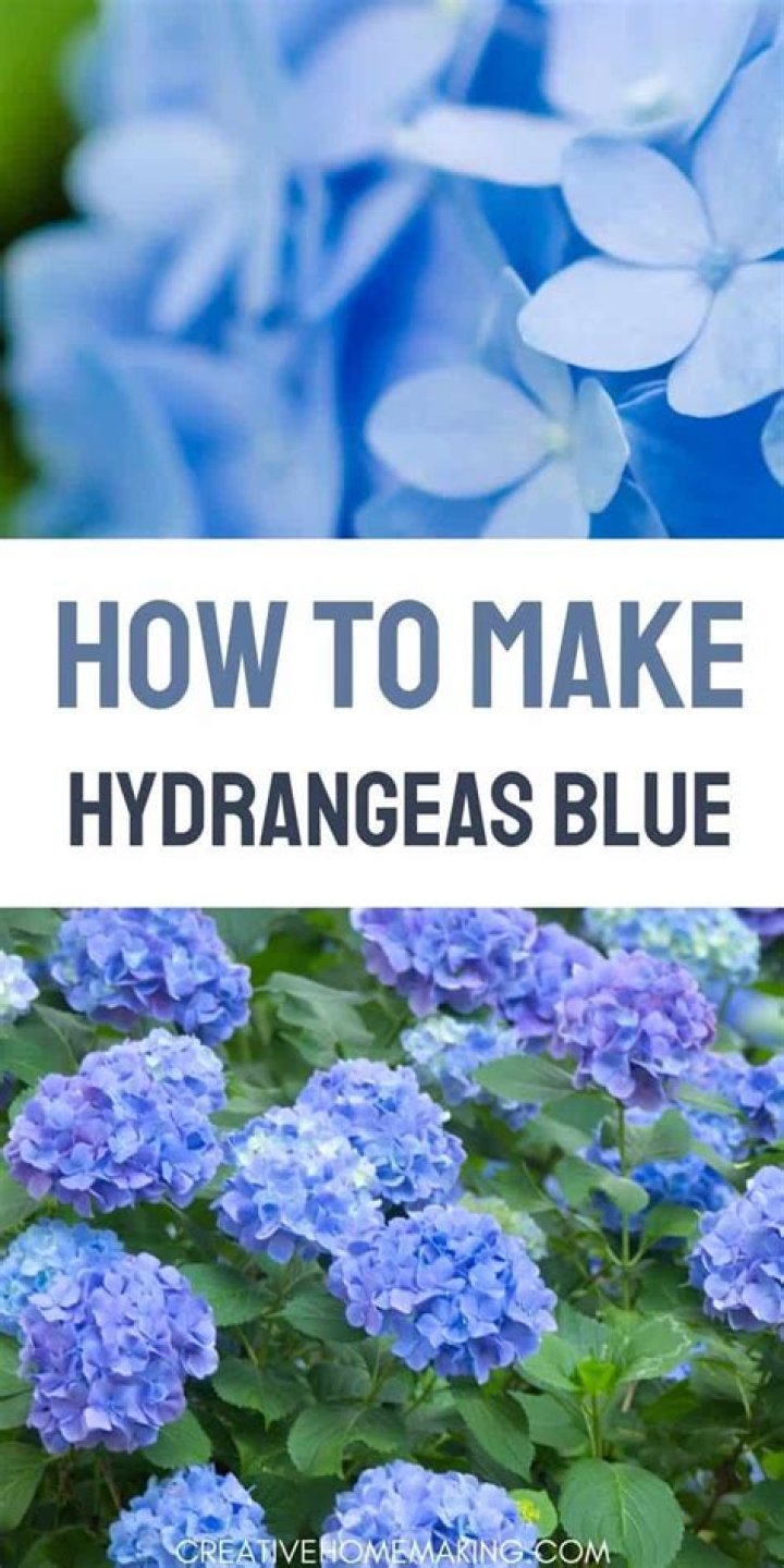 Do coffee grounds make hydrangeas blue?