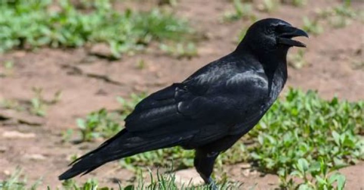 Do crows bury their food?