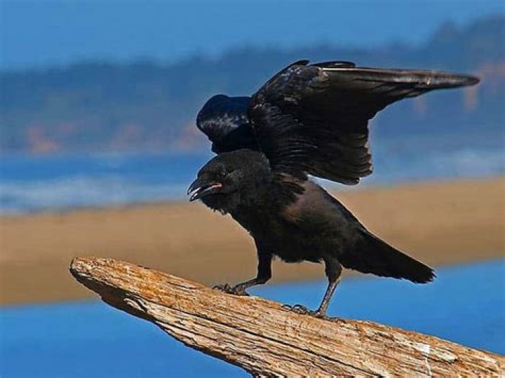 Do crows eat crows?