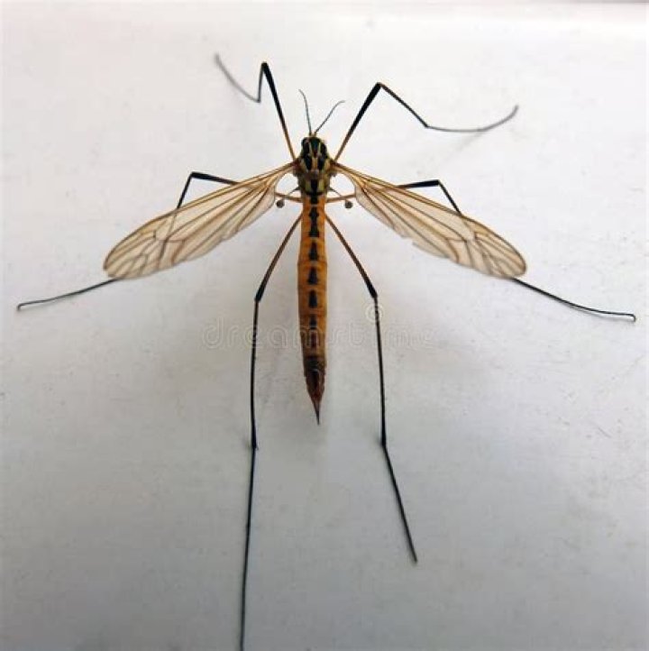 Do Daddy Long Legs fly?
