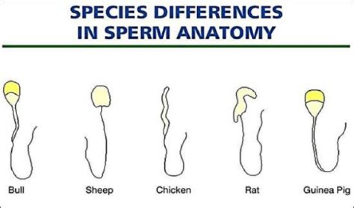 Do different animals have different sized sperm?
