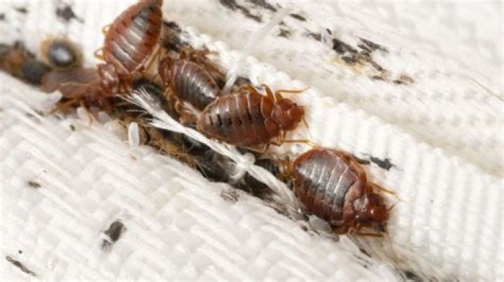 Do dirty clothes attract bugs?