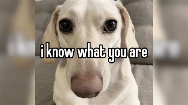 Do dog know when your sad?