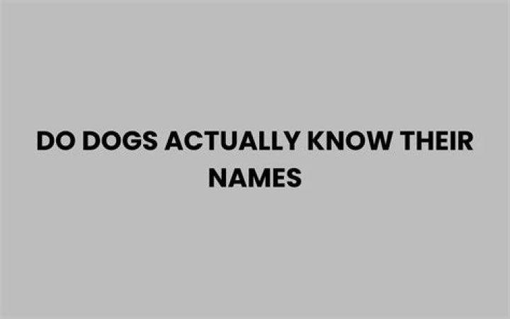 Do dogs actually know their names?