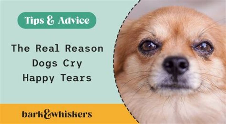 Do dogs cry when their owners cry?