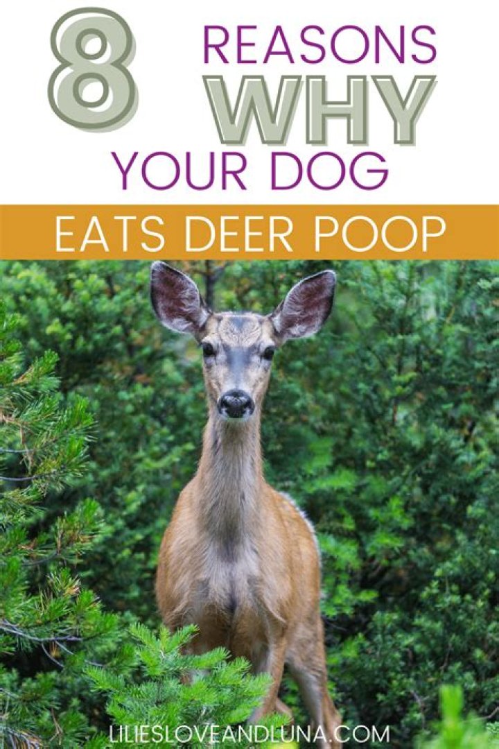 Do dogs eat deer?