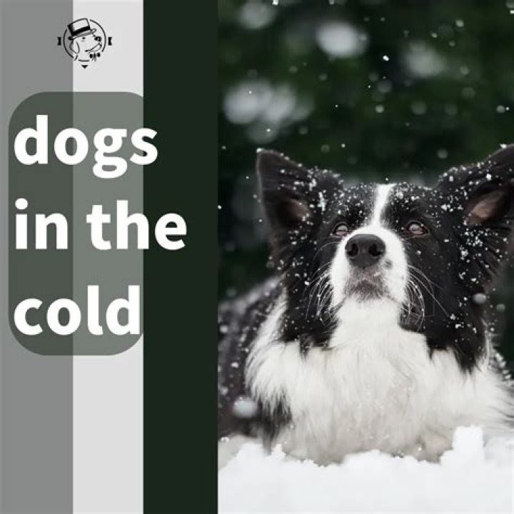 Do dogs get cold in the night?
