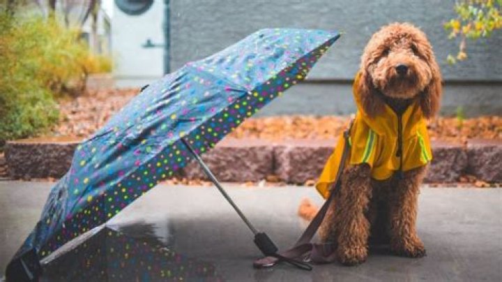 Do dogs get cold in the rain?