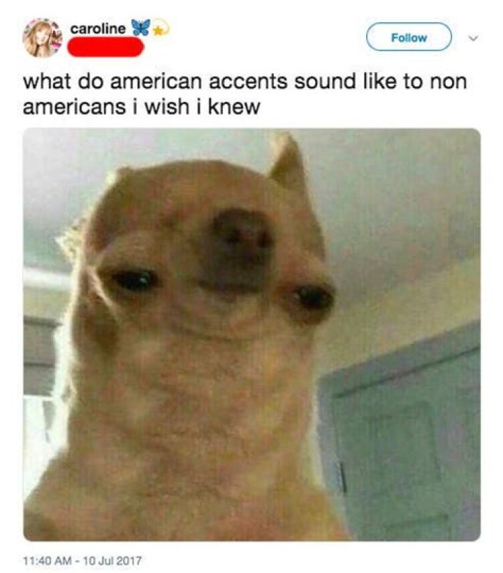 Do dogs have accents?