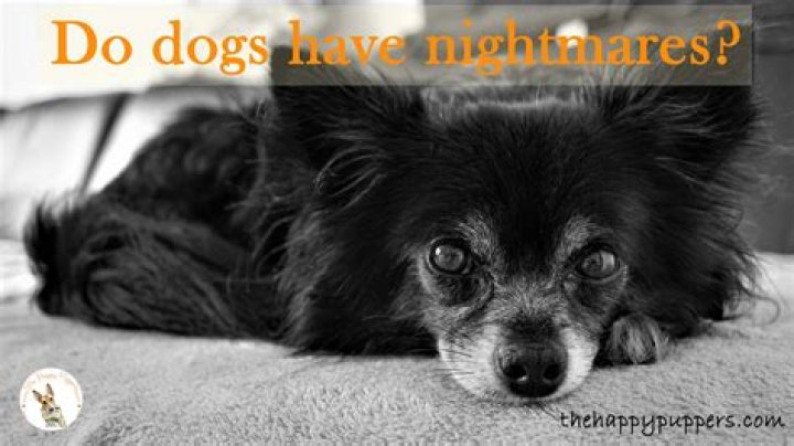 Do dogs have nightmares?