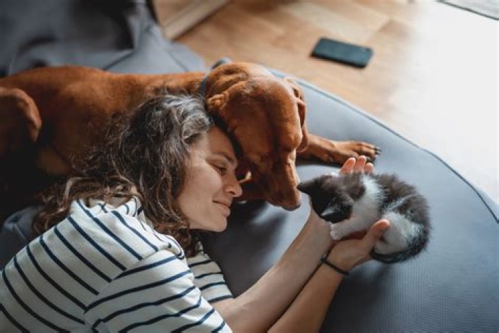 Do dogs hurt their owners?