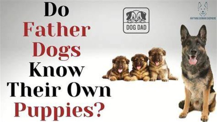 Do dogs know they exist?