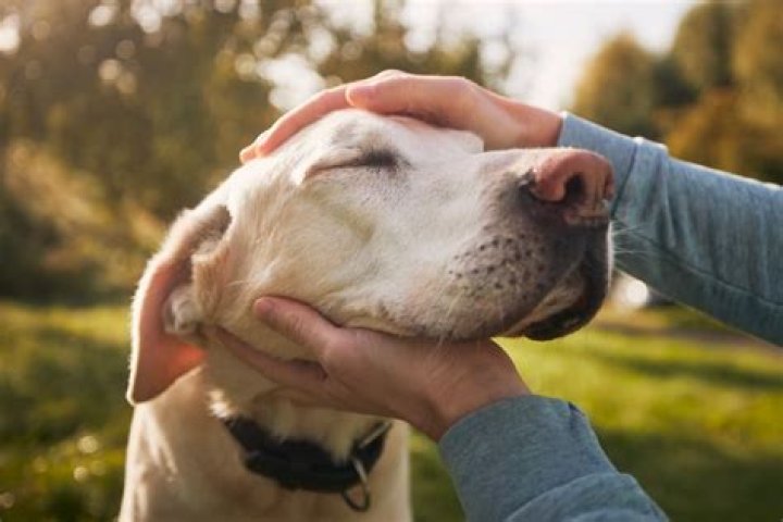 Do dogs know when you hate them?