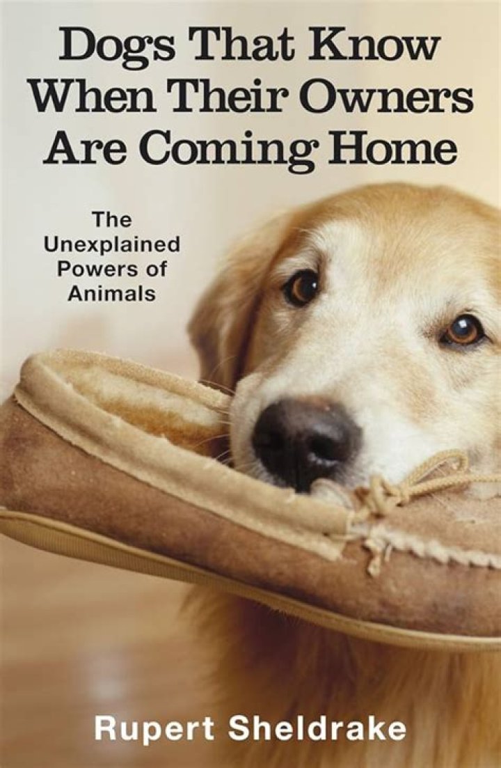 Do dogs know who their owners are?