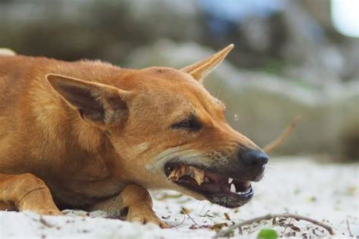 Do dogs like nose touched?