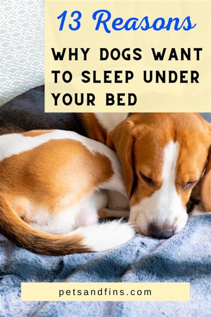 Do dogs like sleeping on bed?