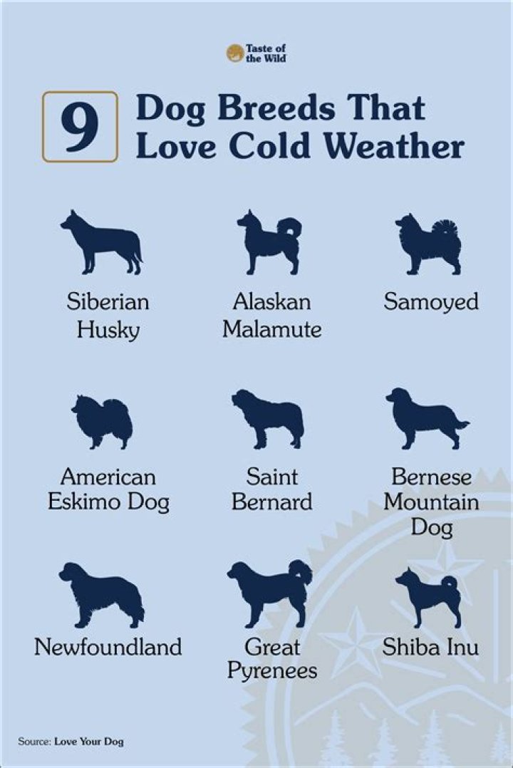 Do dogs love cold places?