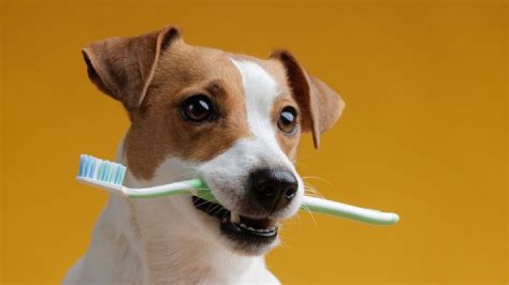 Do dogs need to brush their teeth?