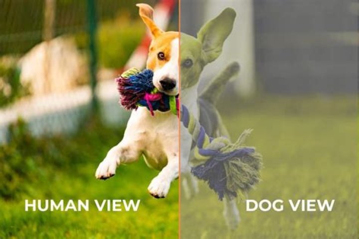 Do dogs prefer dogs or humans?
