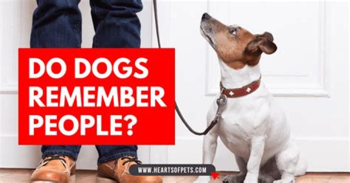 Do dogs remember other dogs?
