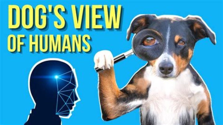 Do dogs see humans as dogs?