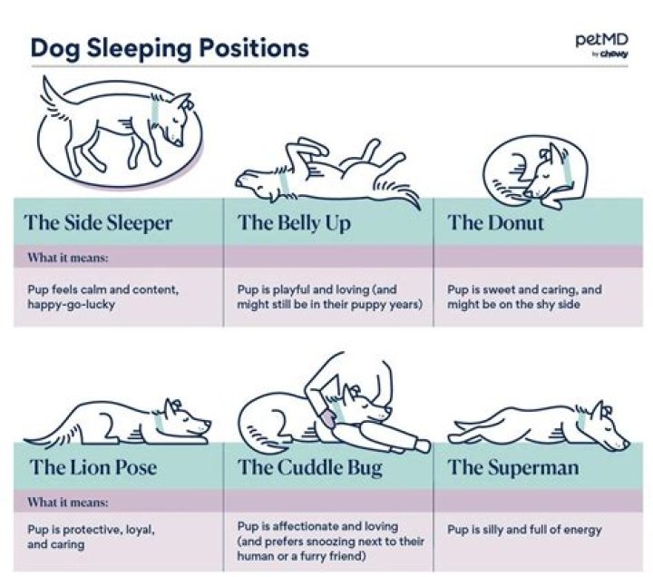 Do dogs sleep a lot when its cold?