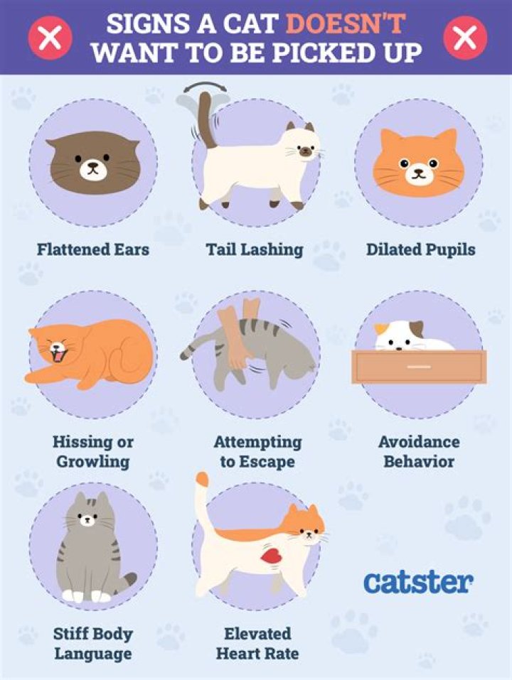Do dogs want to hurt cats?