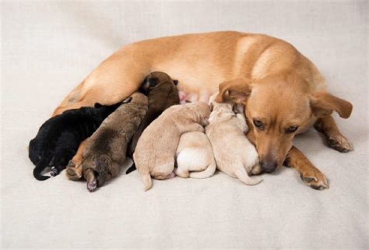Do dogs want to keep their puppies?
