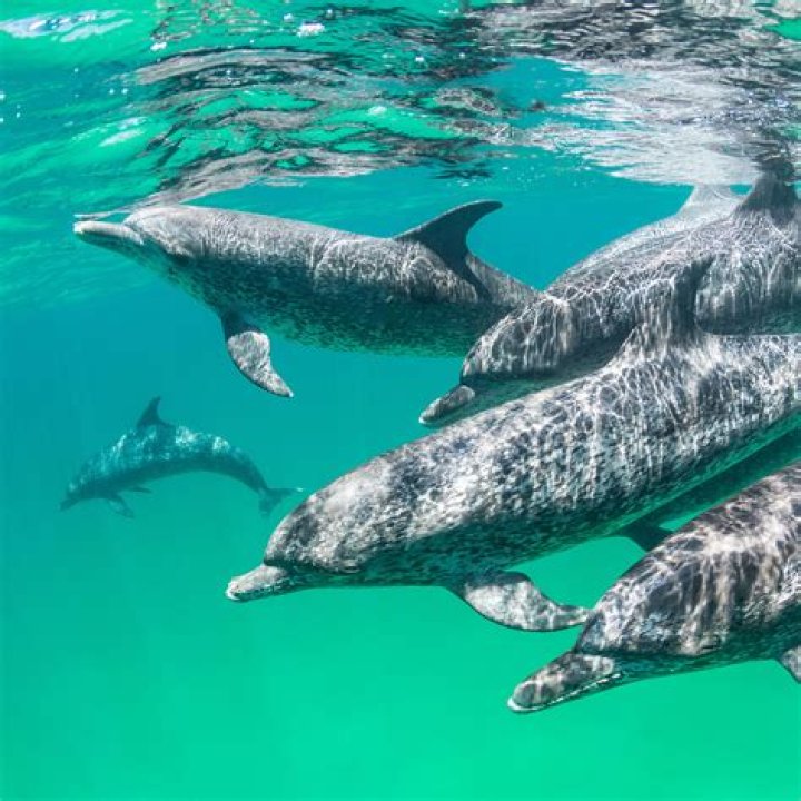 Do dolphins avoid red tide?