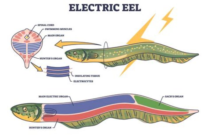 Do electric eels produce AC or DC?