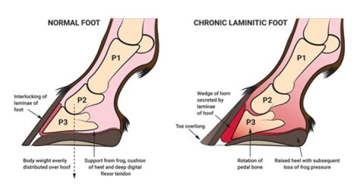 Do farriers trim pig hooves?