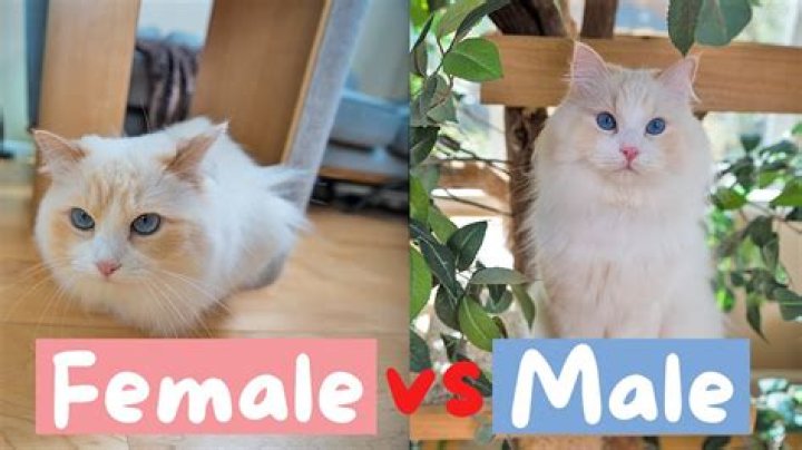 Do female cats want to mate?