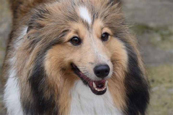 Do female dogs change after having puppies?