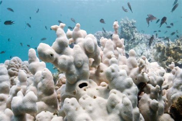 Do fish live in bleached coral?