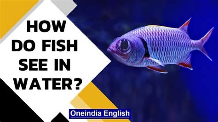 Do fish see better in the dark?