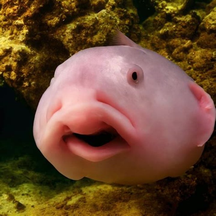 Do fishes have fun?