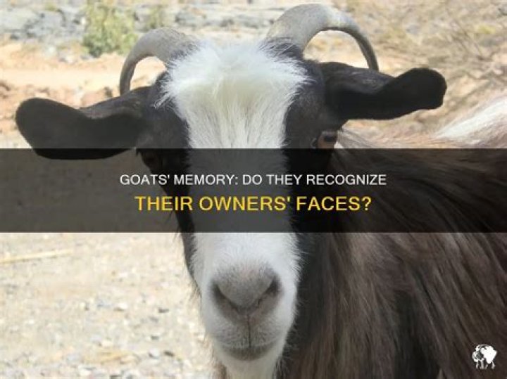 Do goats remember faces?