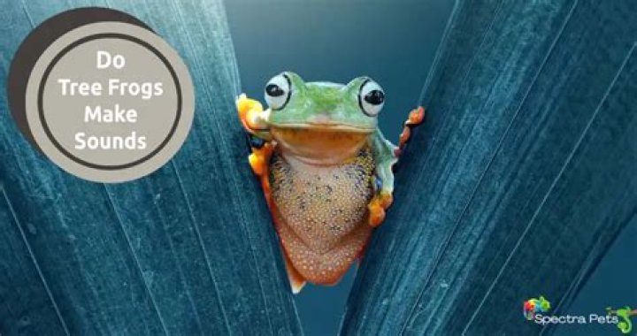 Do green tree frogs make a sound?