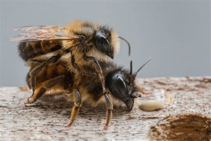 Do Ground bees fly?