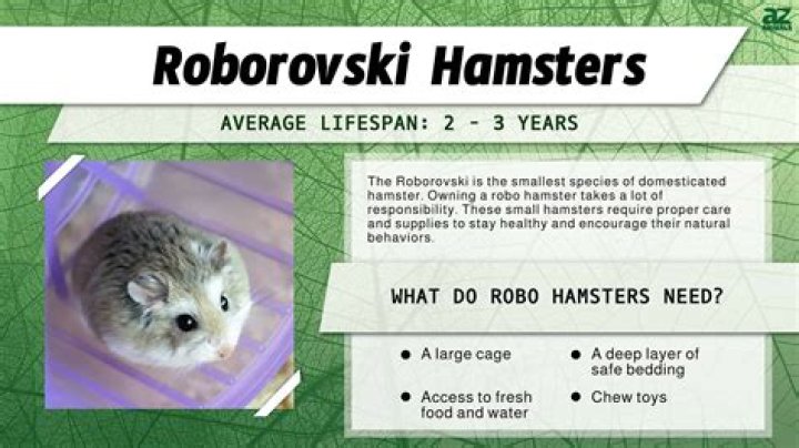 Do hamsters live for 3 years?