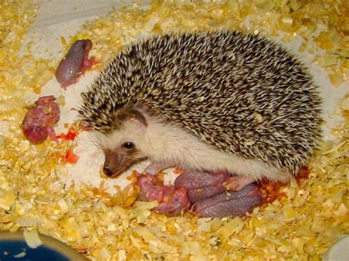Do hedgehogs eat their babies?