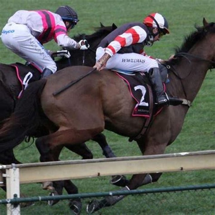 Do horses feel the whip?