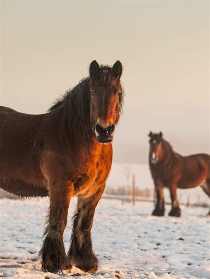Do horses get cold?