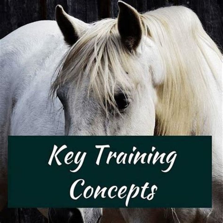 Do horses like when you talk to them?