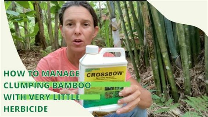 Do I need a barrier for clumping bamboo?