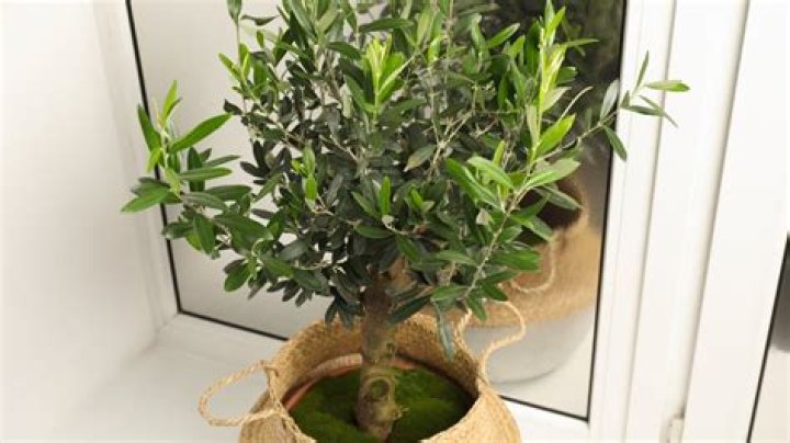 Do indoor olive trees attract bugs?